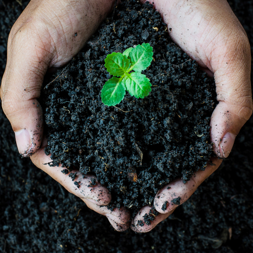 Organic Gardening Products