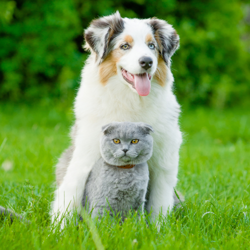 Organic Pet Care